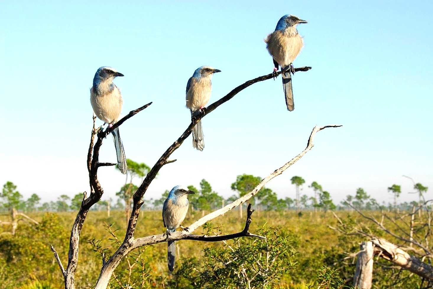 Scrub-Jays on a branch